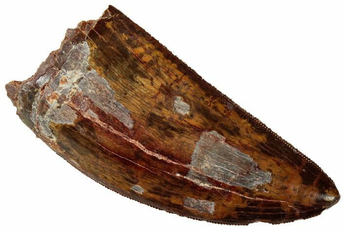 Serrated Carcharodontosaurus Tooth - Excellent Quality #329933